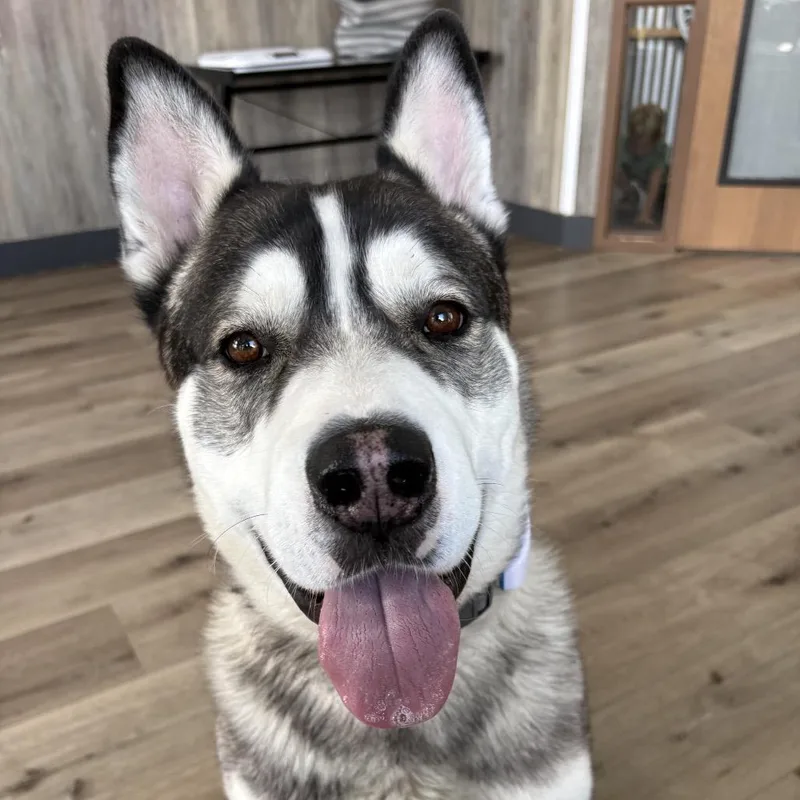 Koda