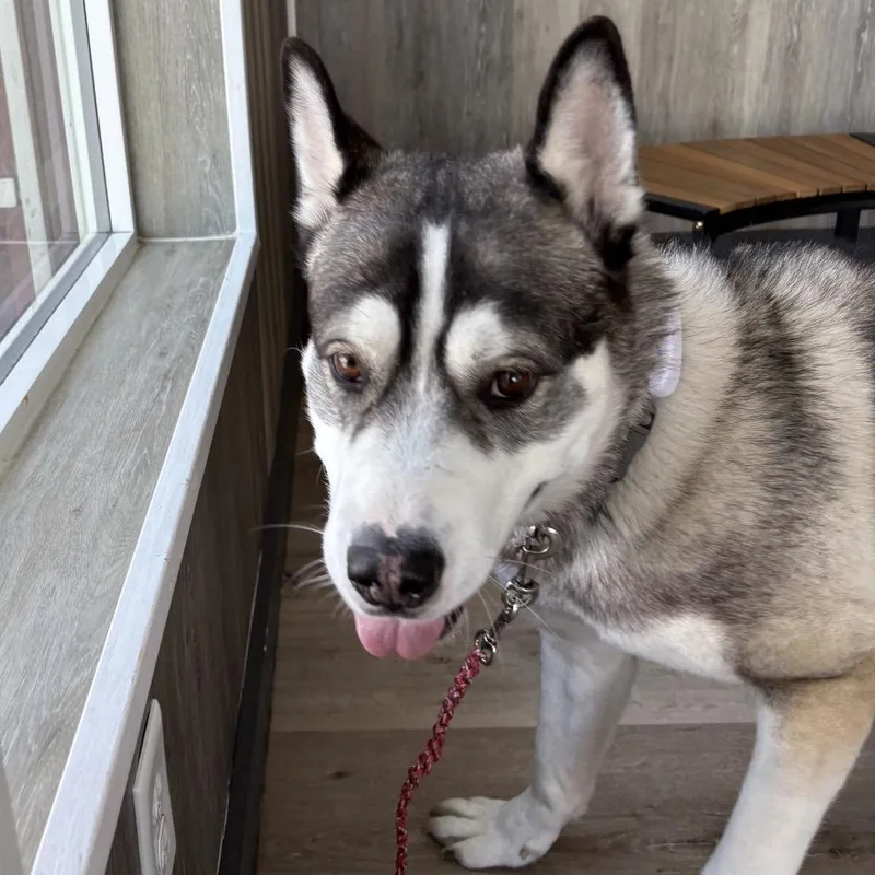 Koda thumbnail 6