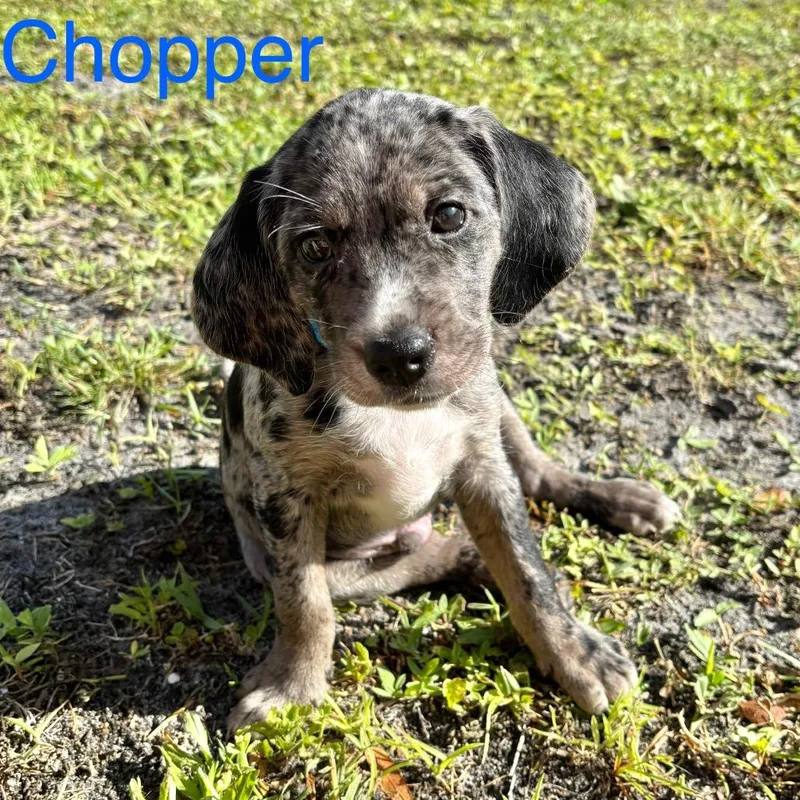 Chopper thumbnail 2