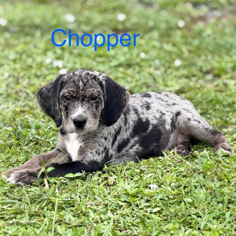 Chopper thumbnail 3
