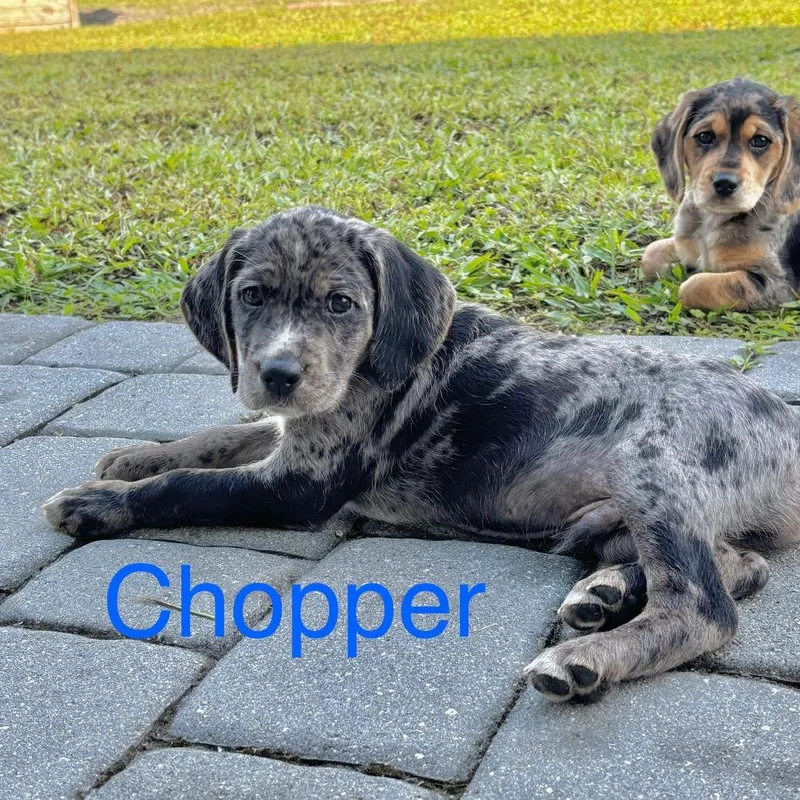Chopper thumbnail 4