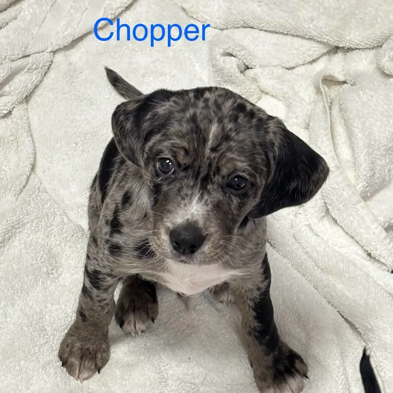 Chopper thumbnail 5