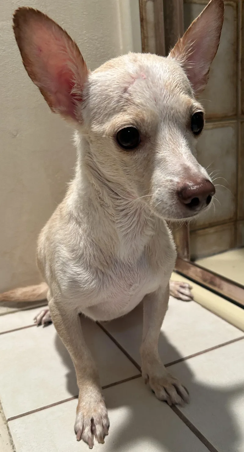 An adult small-sized male Chihuahua dog named Tom for adoption in El Cajon, CA