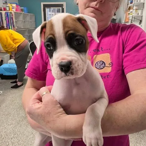 Zalitoria thumbnail 2