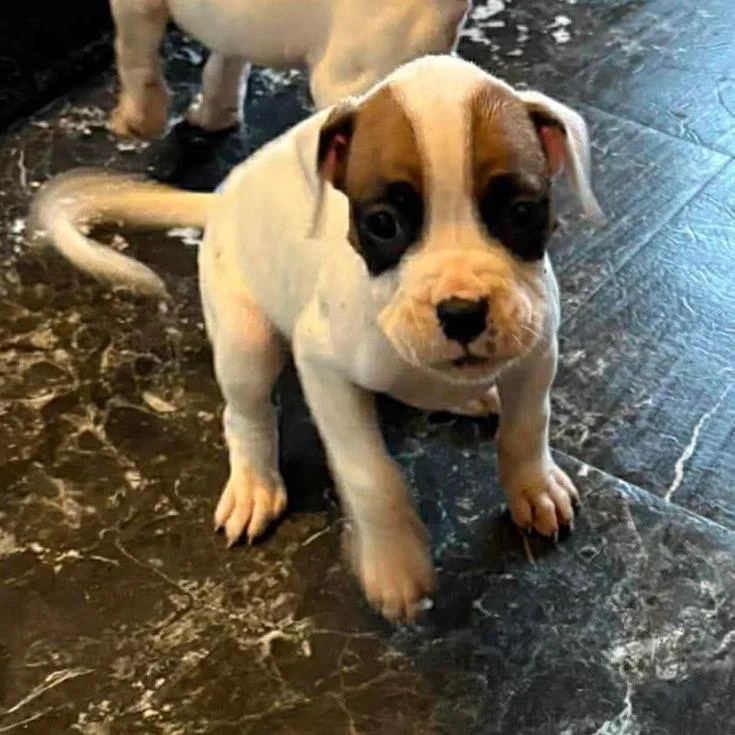 Zalitoria thumbnail 4