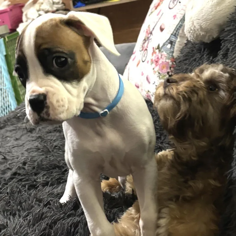 Zalitoria thumbnail 5