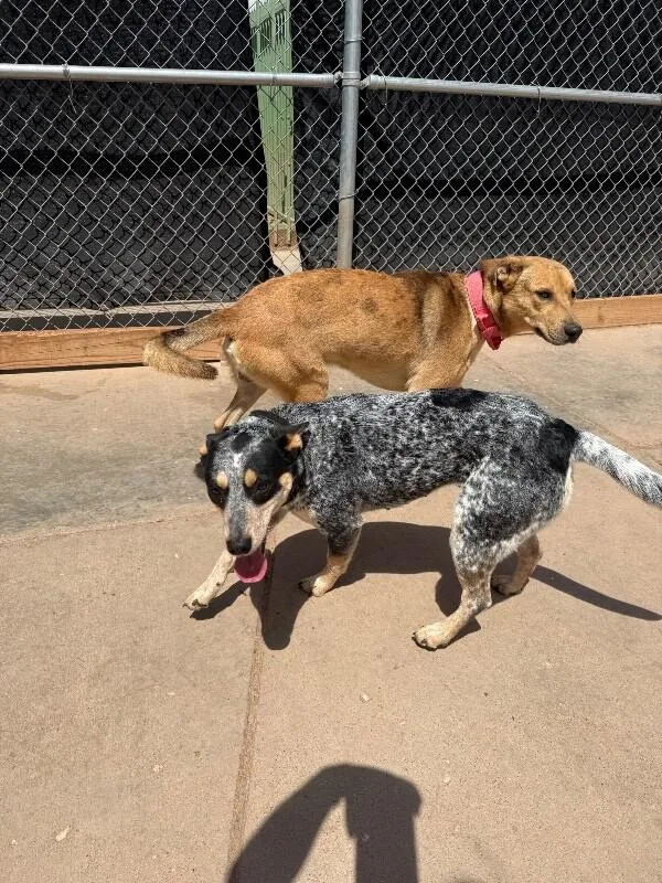 An adult large-sized male Brown / Chocolate Mixed Breed dog named Peter for adoption in Hobbs, NM
