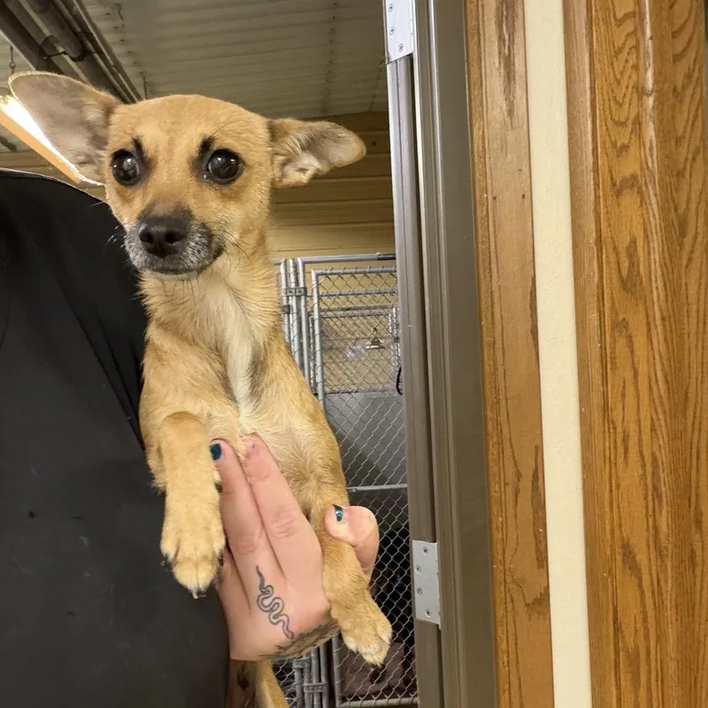 An adult small-sized female Chihuahua dog named Tajin for adoption in Coralville, IA