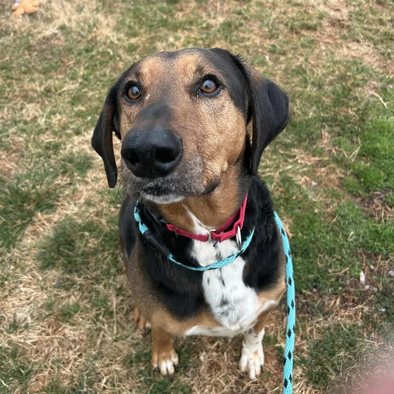 A senior medium-sized male Black Hound dog named Ace for adoption in Roanoke, VA