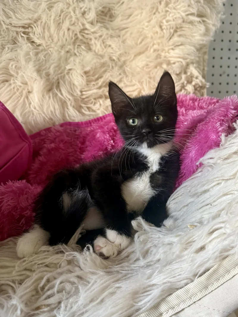 A young medium-sized male Domestic Medium Hair cat named Espresso for adoption in Jefferson, LA