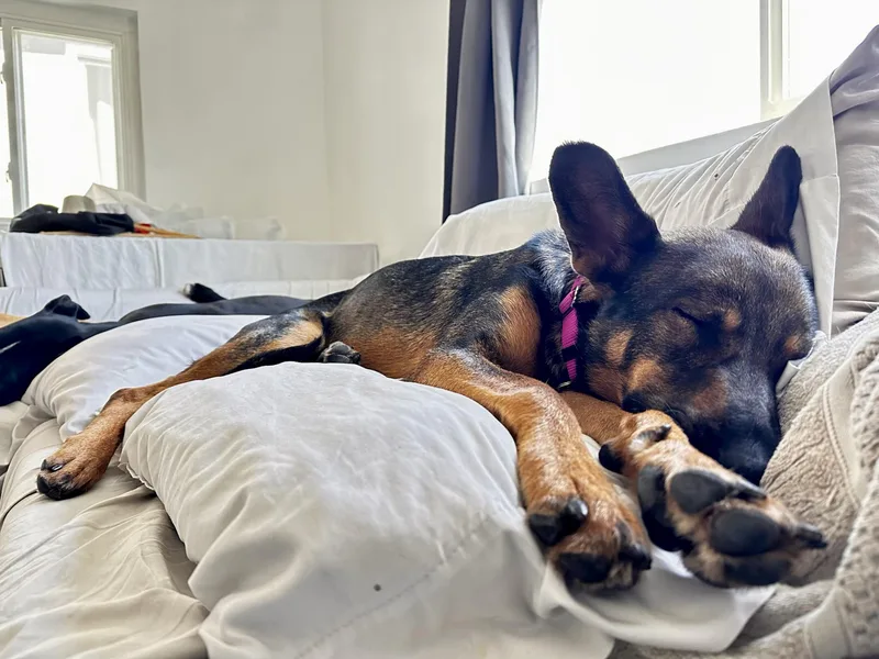 An adult medium-sized female Brown / Chocolate German Shepherd Dog dog named Bailey for adoption in Los Angeles, CA