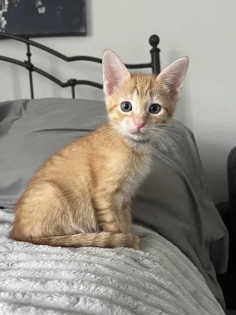 A baby small-sized female Orange & White Tabby cat named Lychee for adoption in Boca Raton, FL