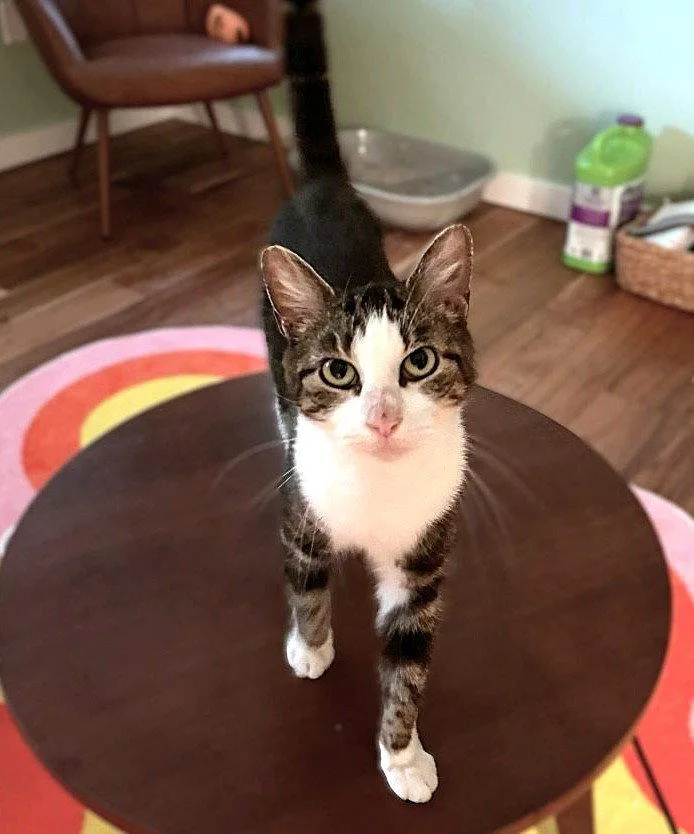 A young medium-sized female Domestic Short Hair cat named Sarah  years for adoption in Sterling, MA