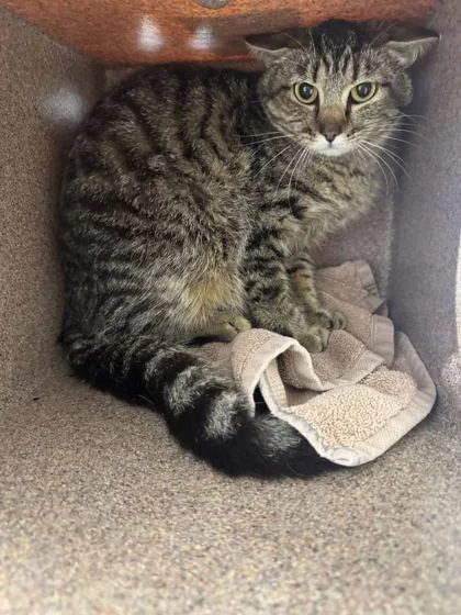 An adult medium-sized female Domestic Short Hair cat named Chicken Nugget for adoption in Sevierville, TN