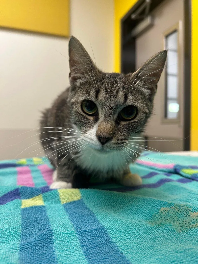 A young small-sized female Tabby (Gray / Blue / Silver) Domestic Short Hair cat named Circe for adoption in Raleigh, NC
