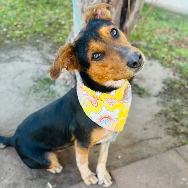A young medium-sized female Cattle Dog dog named Sweetie Pie for adoption in Bastrop, TX