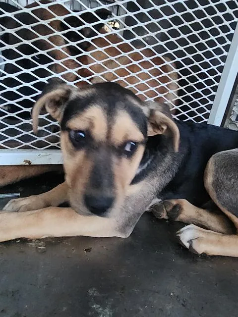 Sindi  Urgent! Longtime