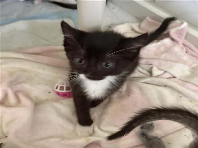 A baby small-sized female Black & White / Tuxedo Domestic Short Hair cat named Alfie for adoption in Woodland, CA