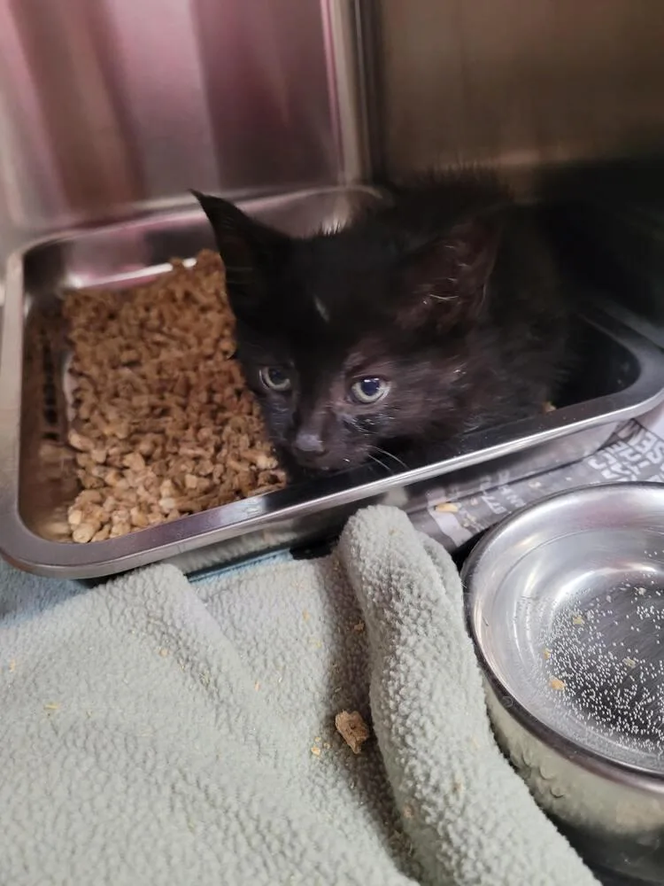A baby small-sized male Black Domestic Short Hair cat named Club for adoption in Linton, IN