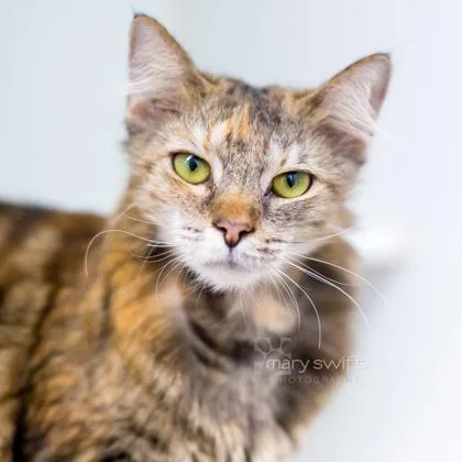 An adult medium-sized male Domestic Short Hair cat named Skittles for adoption in Reisterstown, MD