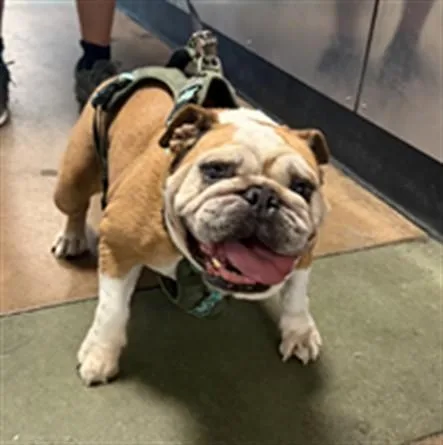 A senior small-sized female American Bulldog dog named Alabama Stephens for adoption in Van Nuys, CA