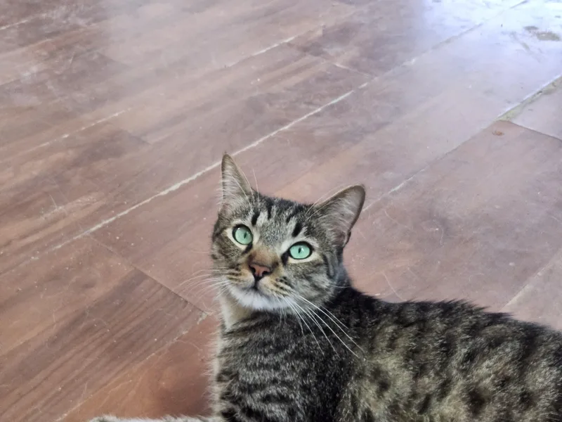 An adult medium-sized male Tabby (Buff / Tan / Fawn) Domestic Short Hair cat named Linus for adoption in Long Beach, CA