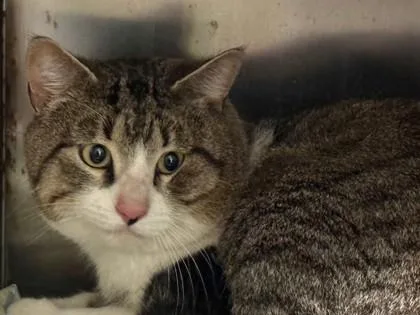 An adult medium-sized male Domestic Short Hair cat named Trevor for adoption in Port Saint Joe, FL