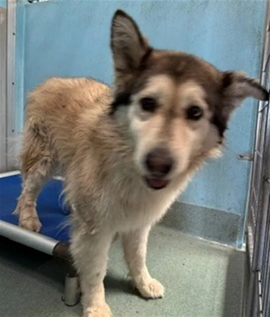 An adult large-sized female Siberian Husky dog named Stormy for adoption in Baldwin Park, CA