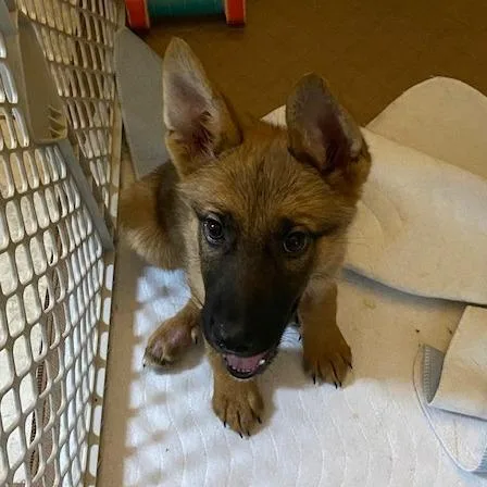 A baby small-sized male Brown / Chocolate Belgian Shepherd / Malinois dog named Matcha for adoption in Austin, TX