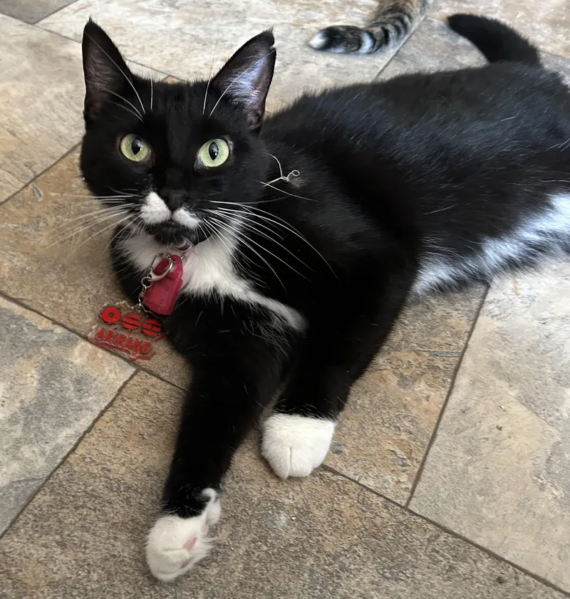 An adult small-sized female Black & White / Tuxedo Domestic Short Hair cat named Florica for adoption in La Salle, IL