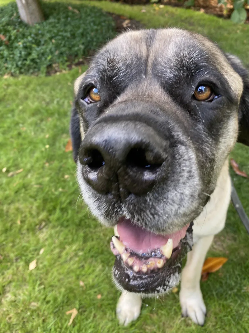 A senior extra large-sized male Mastiff dog named Norman for adoption in McMinnville, OR