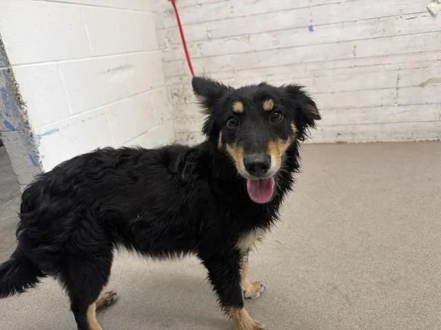 A young small-sized female German Shepherd Dog dog named Mabel for adoption in San Bernardino, CA