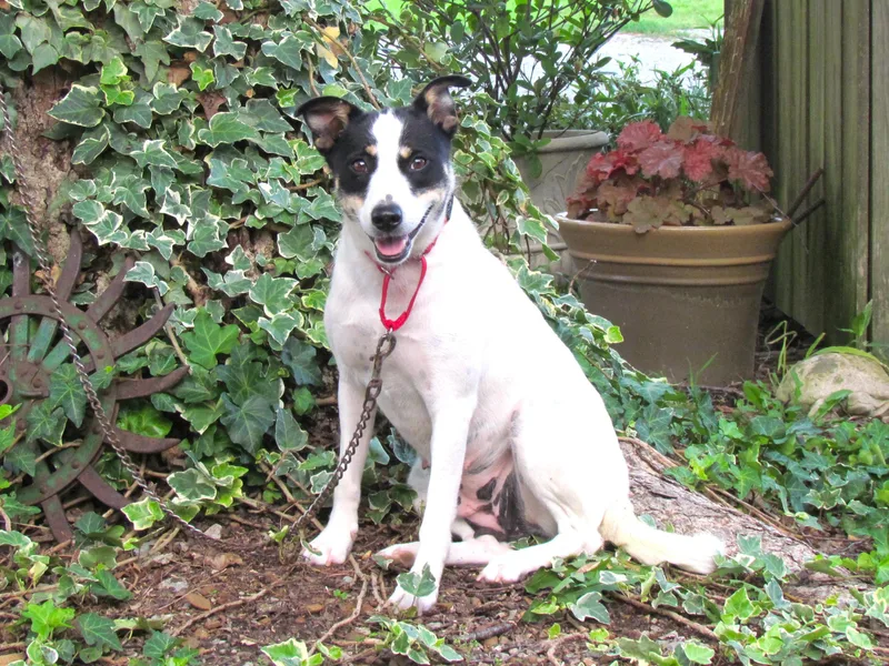 A young medium-sized female White / Cream Feist dog named Taci for adoption in Medfield, MA