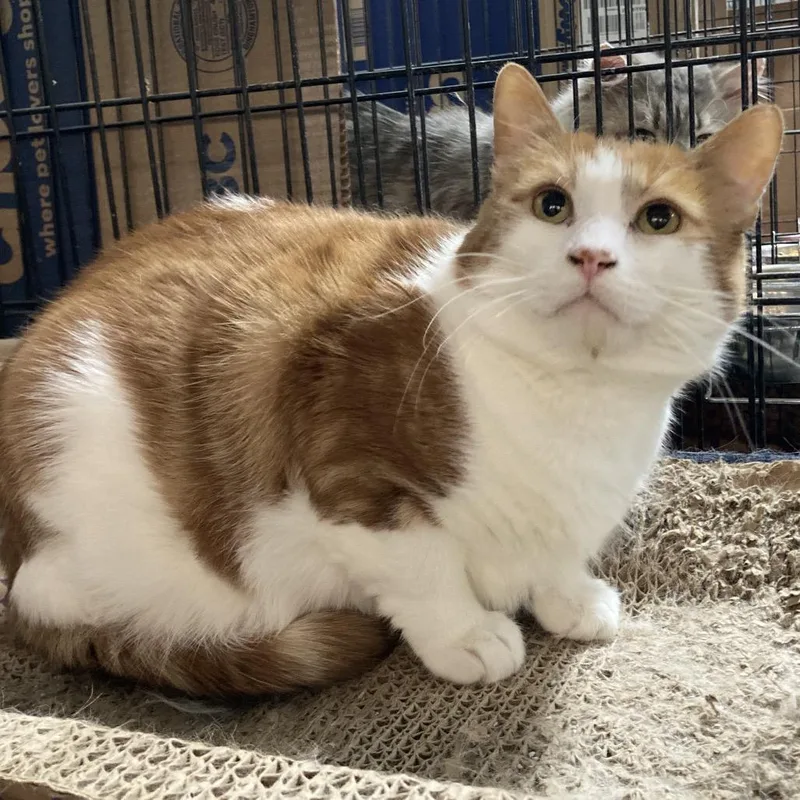 Wild Thing thumbnail 2