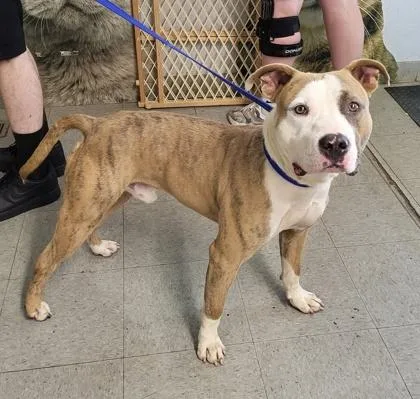 An adult large-sized male Mixed Breed dog named Son for adoption in Hobart, IN