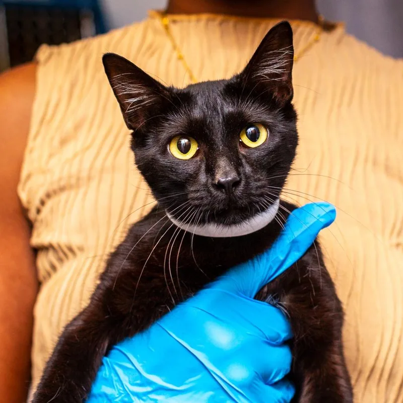 A young medium-sized female Black Domestic Short Hair cat named Ma'am for adoption in Hattiesburg, MS