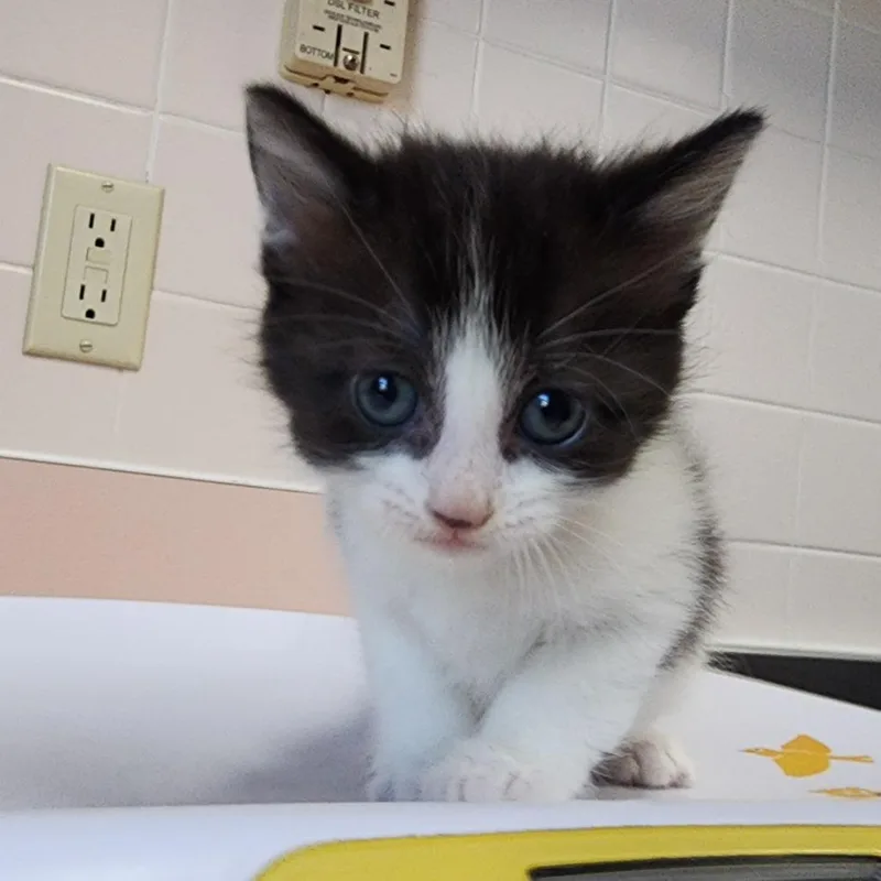 A baby small-sized male Black Domestic Short Hair cat named Rotary Plow for adoption in Dixon, IL