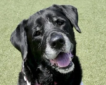 An adult large-sized female Mixed Breed dog named Daisy for adoption in West Seneca, NY