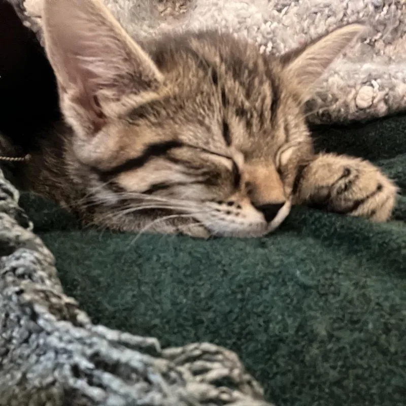 Fabuloso thumbnail 2