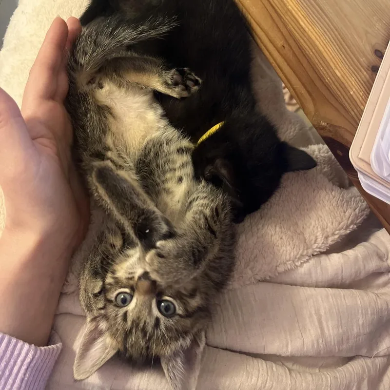 Fabuloso thumbnail 3