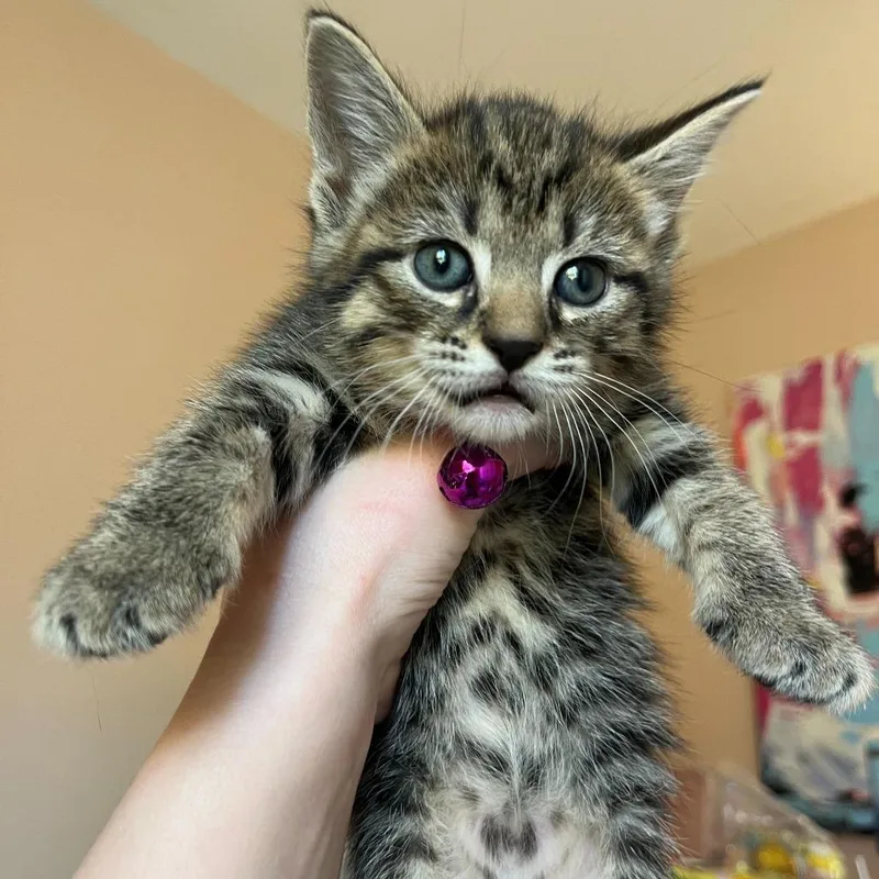 Fabuloso thumbnail 4