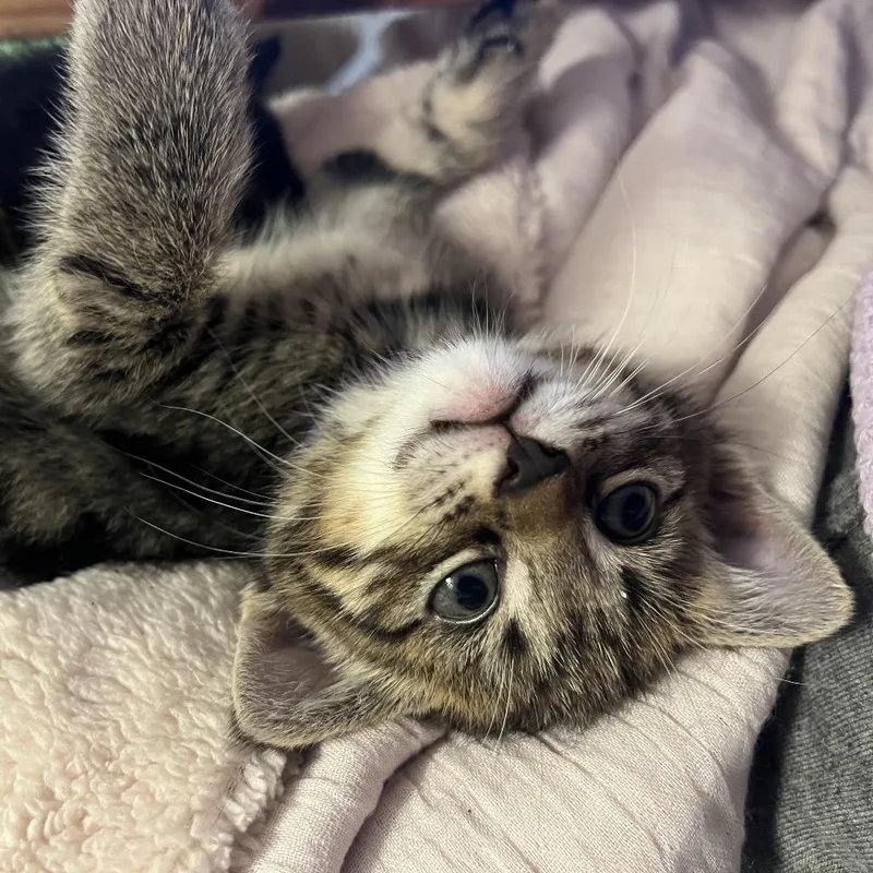 Fabuloso thumbnail 5