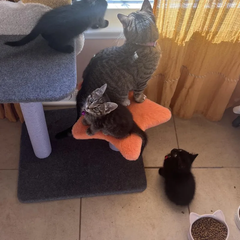 Fabuloso thumbnail 6