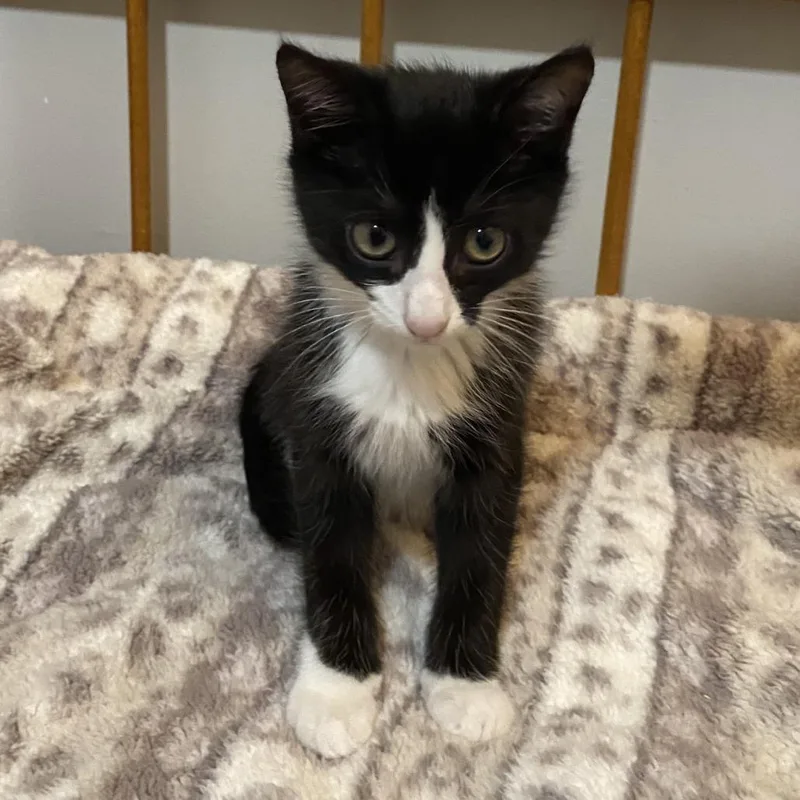 A baby small-sized male Black Domestic Short Hair cat named Boo for adoption in Walnut Cove, NC