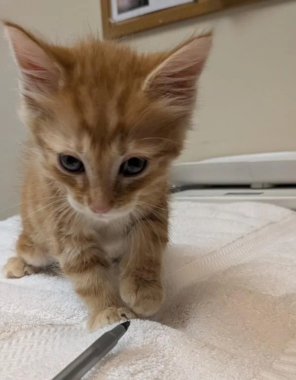 A baby small-sized male Domestic Medium Hair cat named Feldspar for adoption in Oakland, CA
