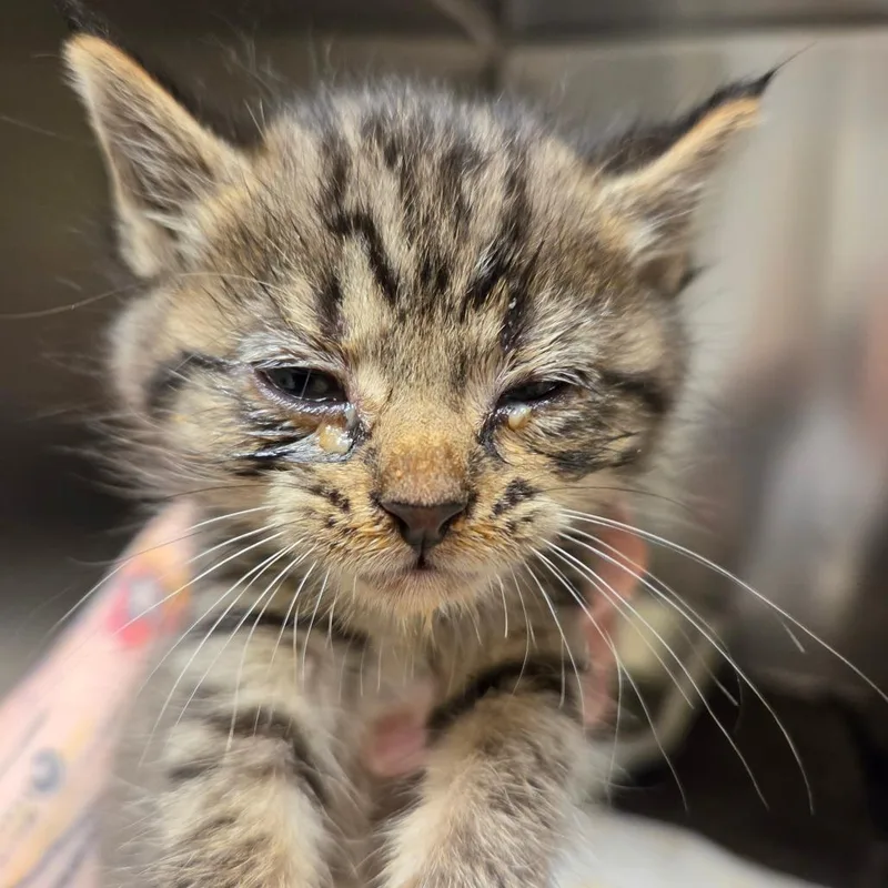 A baby small-sized male Brown / Chocolate Domestic Short Hair cat named Thymine for adoption in Asheville, NC