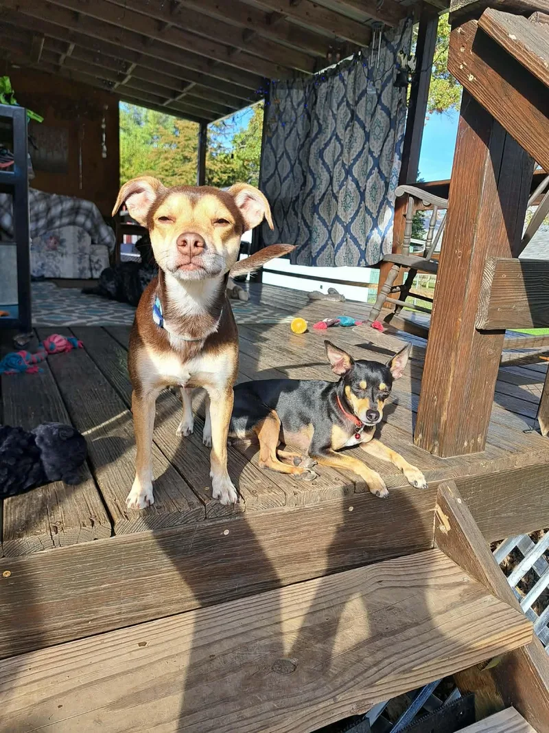 An adult small-sized male Chihuahua dog named Toby for adoption in Byron, IL