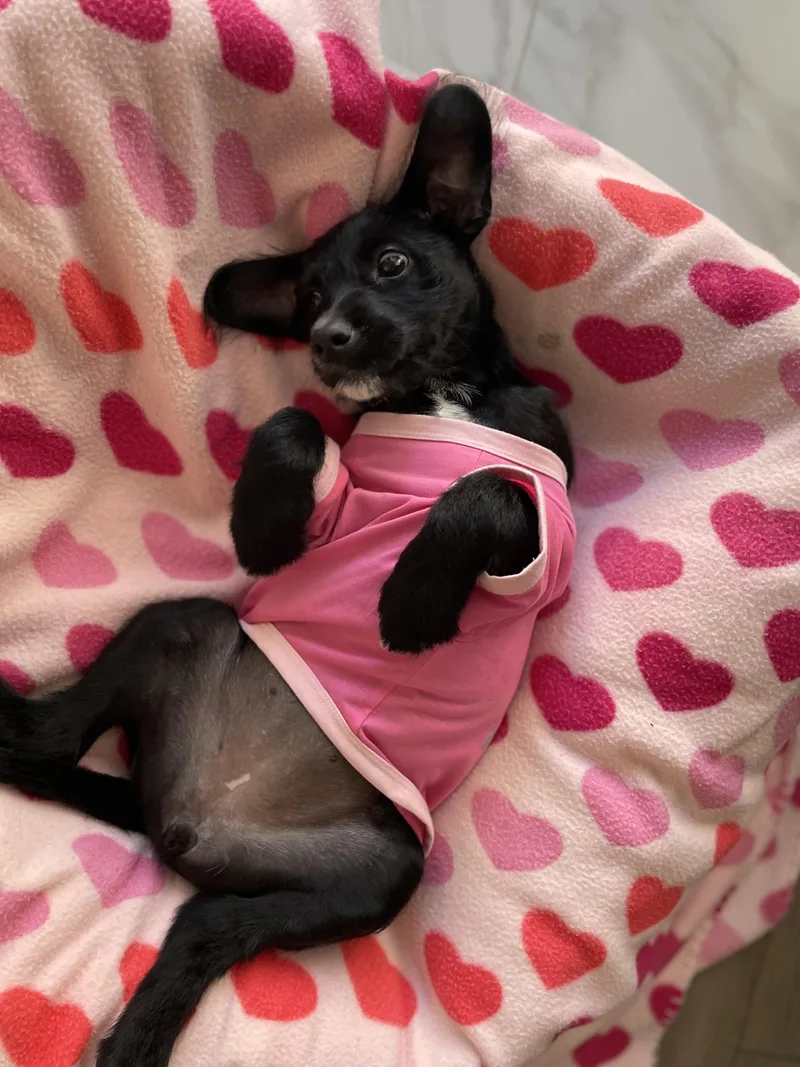 A baby small-sized female Terrier dog named Abby for adoption in Lodi, CA