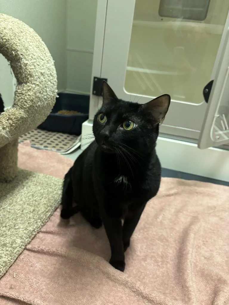 A young medium-sized male Domestic Short Hair cat named Will for adoption in Fall River, MA