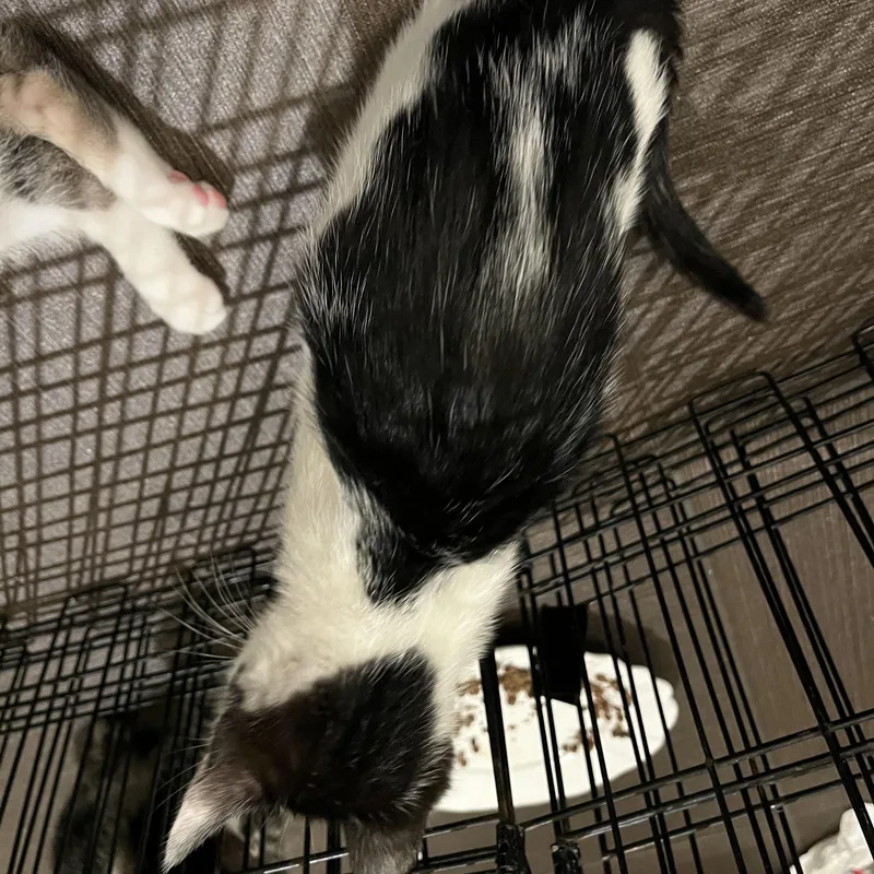 A baby small-sized female Black & White / Tuxedo Domestic Medium Hair cat named Ursula for adoption in San Diego, CA